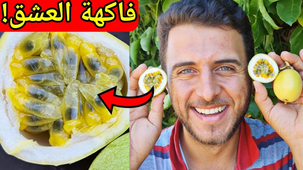 لهذا السبب يجب زراعة فاكهة العاطفة في المنزل ( ميسفلورا ) passion fruit cultivation