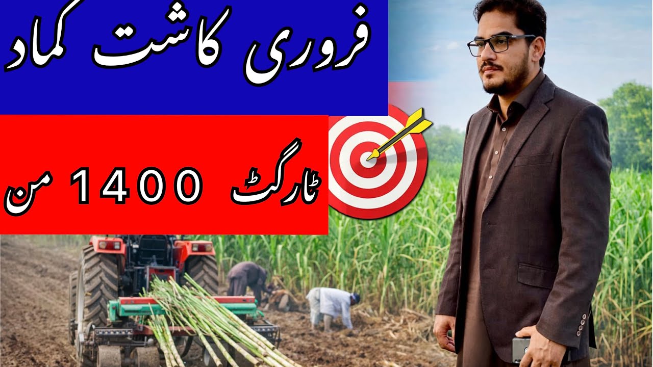 Sugarcane farming || فروری کاشت کماد || 