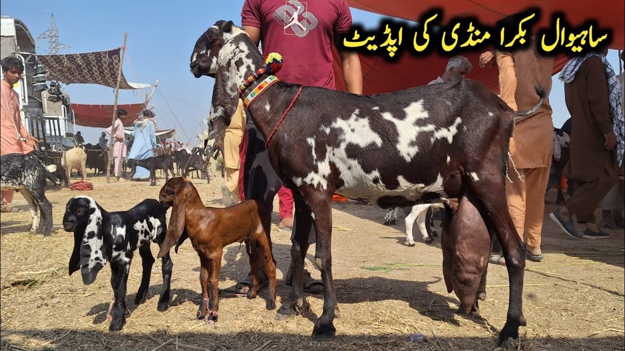 16 June 2026 Sahiwal Bakra Mandi Update Today | Top Class Beetal Goats With Cute Baby