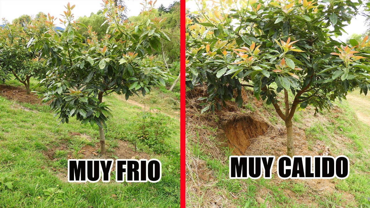 ¡No cometas este error con tu árbol de aguacate! Variedad sembrada en zona incorrecta