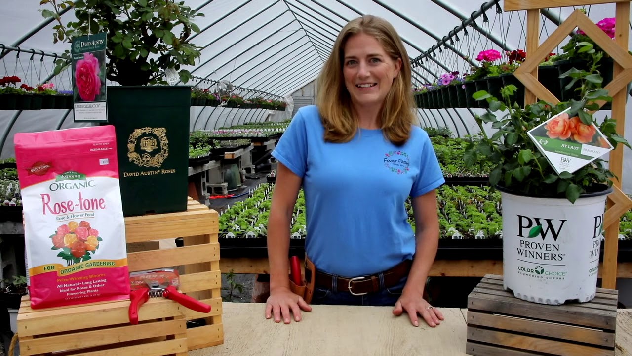 How to Grow Roses in Cold Climates | Expert Tips from a Maine Grower at Frost Farms MDI #garden