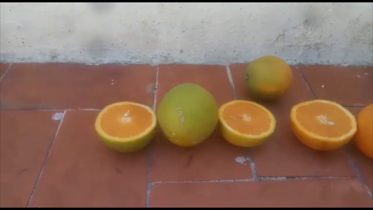 Maduraci&oacute;n de las naranjas Valencia Late | CrowdFarming