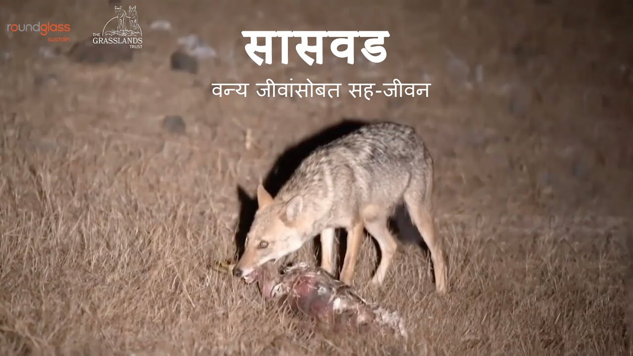 सासवड , वन्य जीवांसोबत सह-जीवन