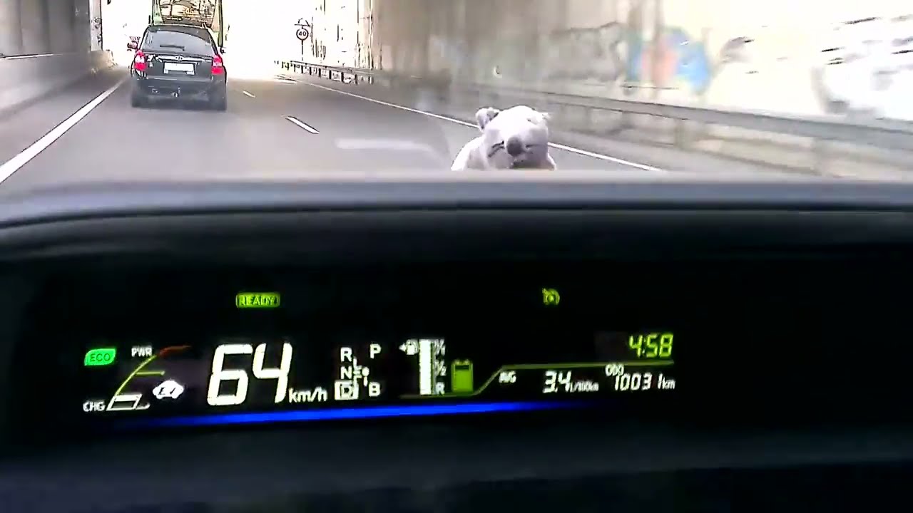Prius+ 10.000 km: Consumos reales y conducci&oacute;n eficiente 🚗💡