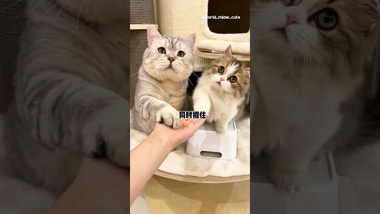 Milo dan Memey berlomba jabat tangan Babu😸🥳 #kucing #kucingmilo