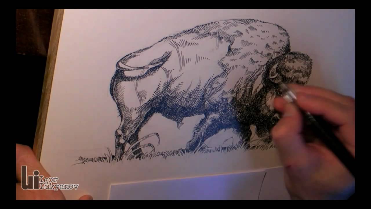 Drawing a Bison by Igor Lukyanov (cross-hatching)