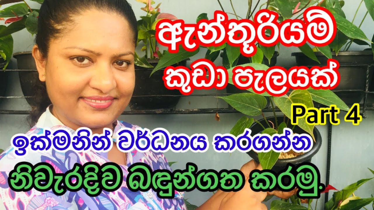 How to grow #Anthurium #plants ඇන්තූරියම් කුඩා පැලයක් ඉක්මනින් වර්ධනය කරගන්න නිවැරදිව බදුන් ගත කරමු.