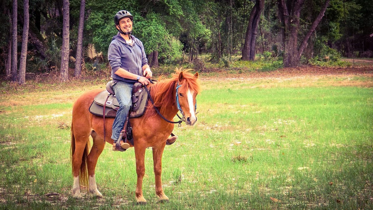 Gaited Mustang Gelding 