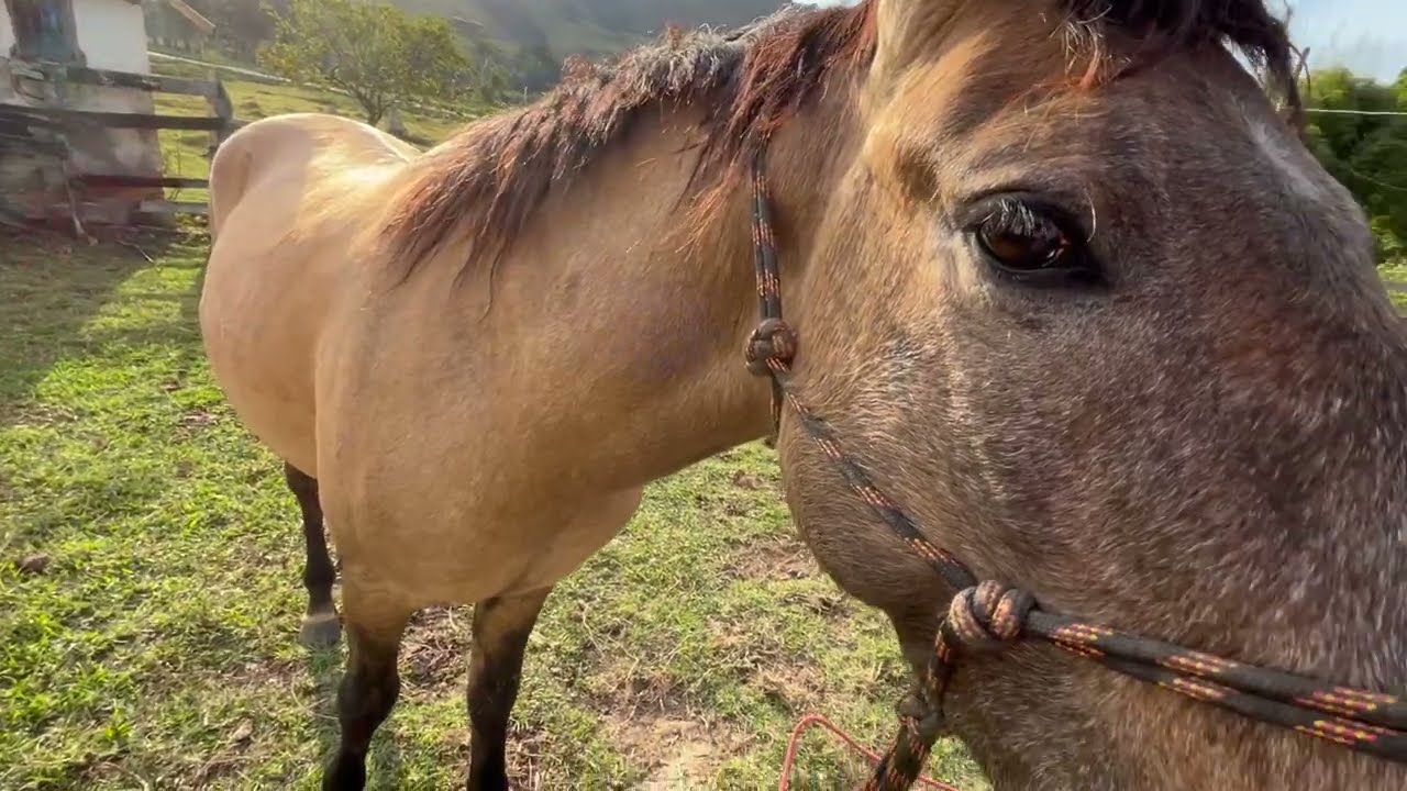 SPIRIT DA DISNEY? UM POUCO DA DOMA DOS POTROS