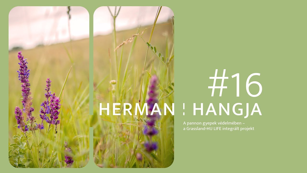 Herman hangja #16 // A pannon gyepek védelmében – a Grassland-HU LIFE integrált projekt