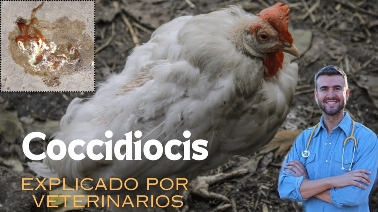C&oacute;mo prevenir y combatir la coccidiosis en las gallinas | Explicado por veterinarios 🩺👨🏼&zwj;⚕️🐓🐥