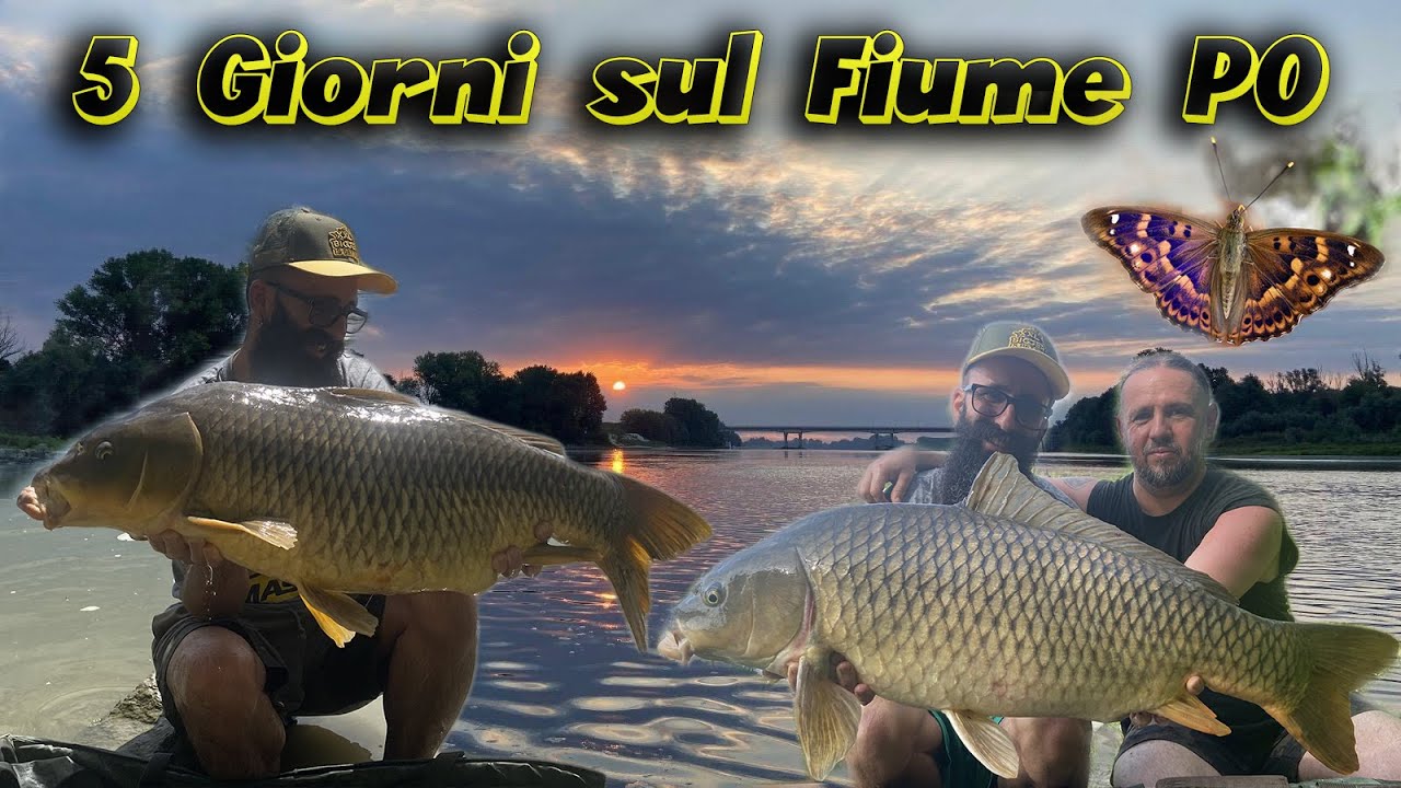 FIUME PO  5 Giorni di Carpfishing Estremo !