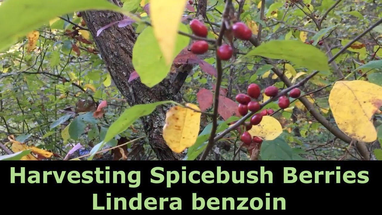 Harvesting Spicebush Berries | Lindera benzoin