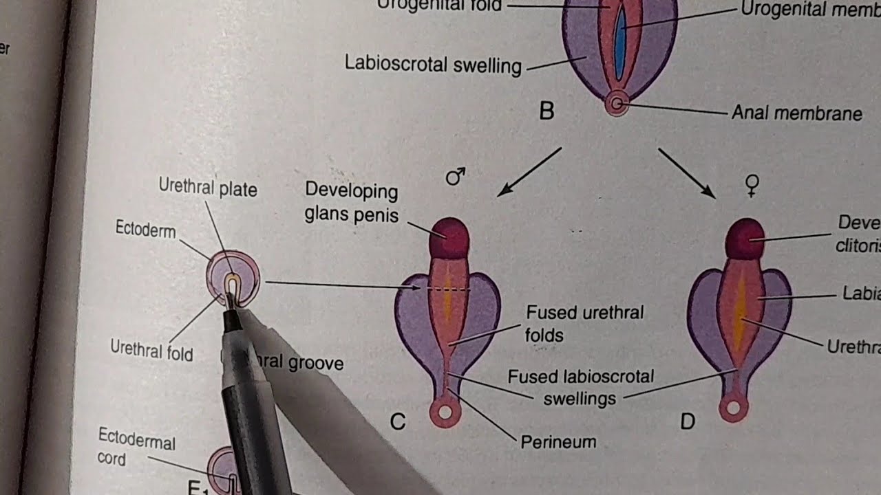 Development of genital system Part5|Male and female external genitalia|Urogenital system Embryology