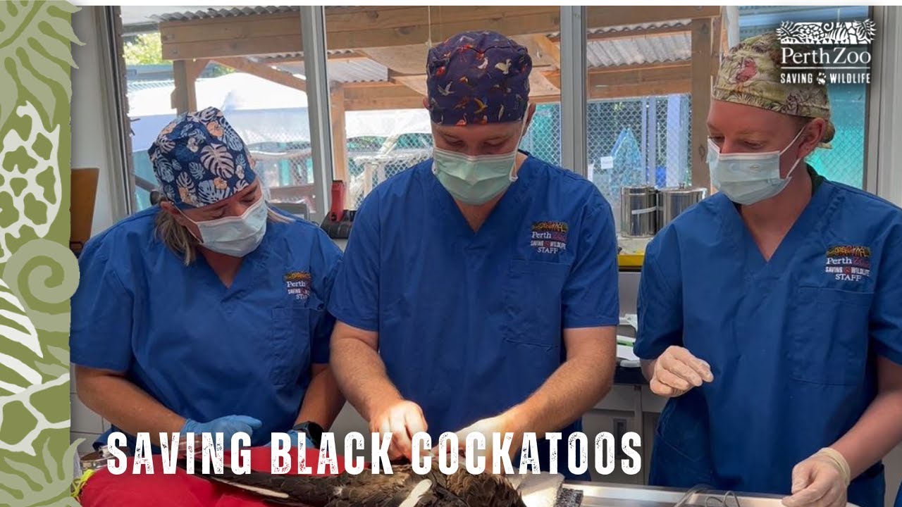 Saving wild cockatoos: meet Vet Nurse Supervisor Peta!