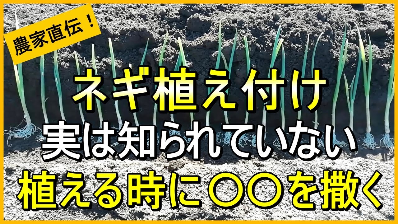【ネギ栽培】植え方で今後が決まる！失敗しない植え付けのコツ【有機農家直伝！無農薬で育てる家庭菜園】　25/3/15