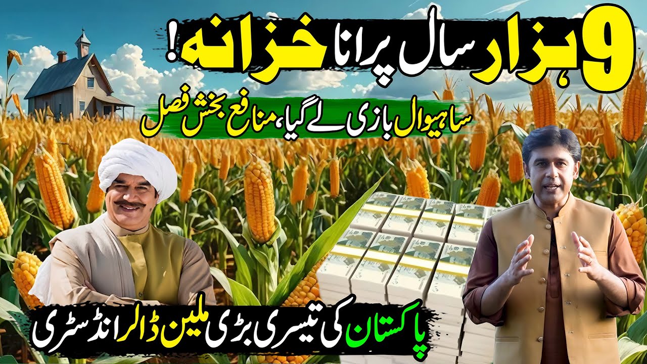 Corn Farming | Pakistan's 3rd Most Important Cash Crop | Million Dollar Crop | Kissan Ka Pakistan