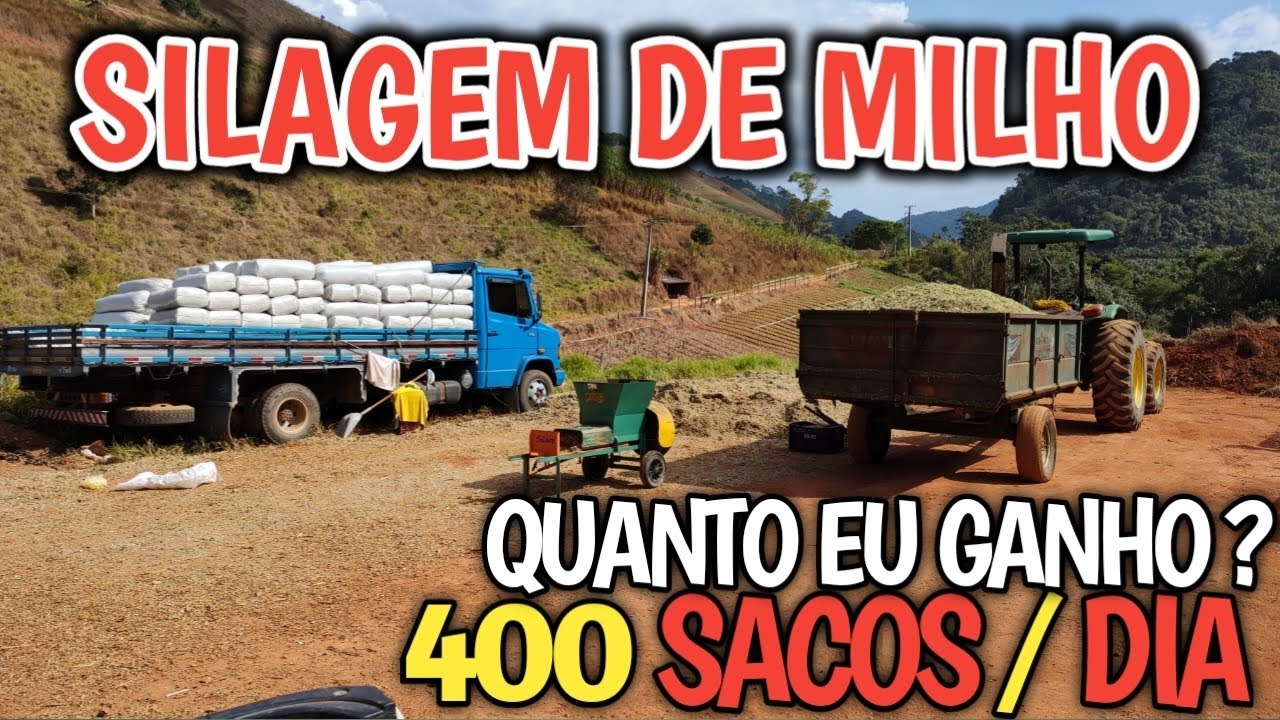 SILAGEM de milho ensacada / 400 sacos por dia / Quanto eu ganho?