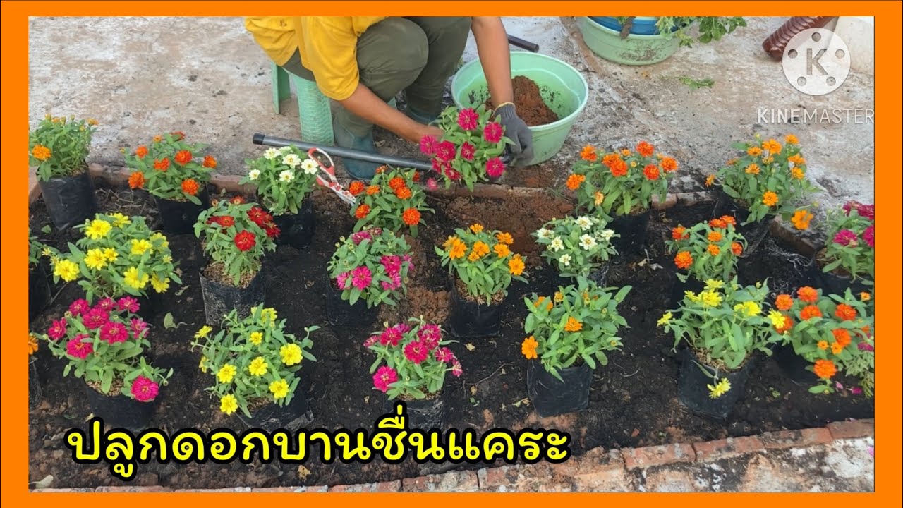 ปลูกดอกบานชื่นแคระ สีสดใสเห็นแล้วชื่นใจ❤️🪴❤️