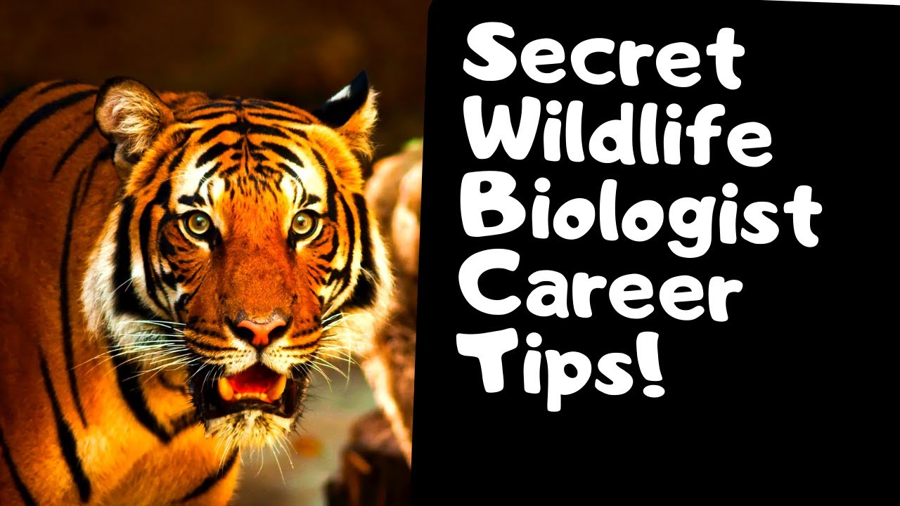 Career Advice For Wildlife Biology | Secret Tips