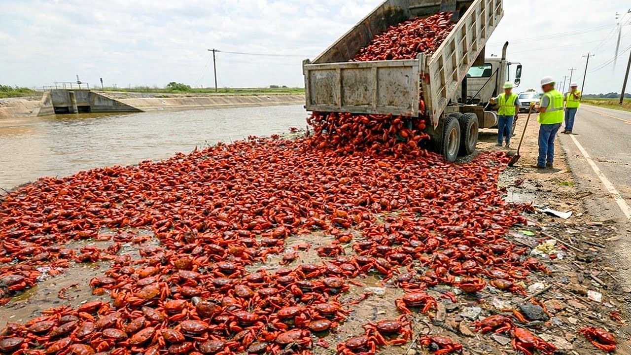 They Released Thousands Of Crabs Into A Toxic River... The Result Shocked The World