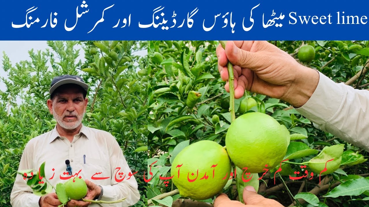 Metha ki kasht | میٹھے کی کاشت | sweet lime cultivation in house and kamrchal farming in punjab