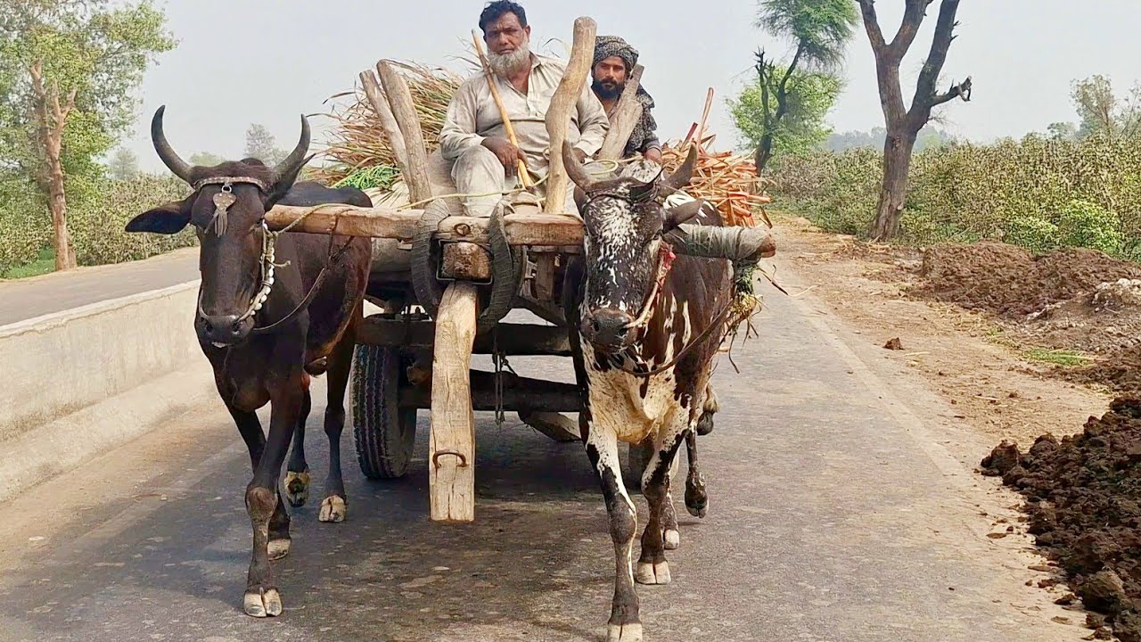 Bulls for sale | Bull powered heavy loading | Catle field farming | Traditional and old punjab