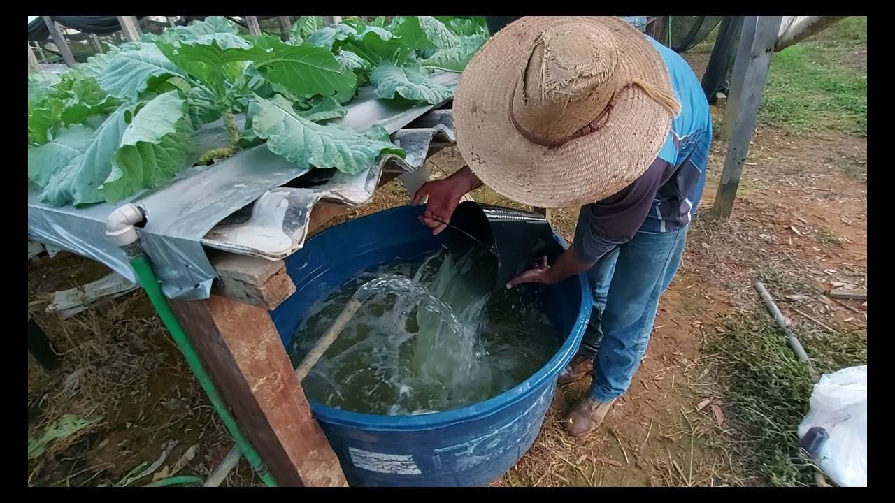 COMO DILUIR A SOLUÇÃO NUTRITIVA NA HIDROPONIA!