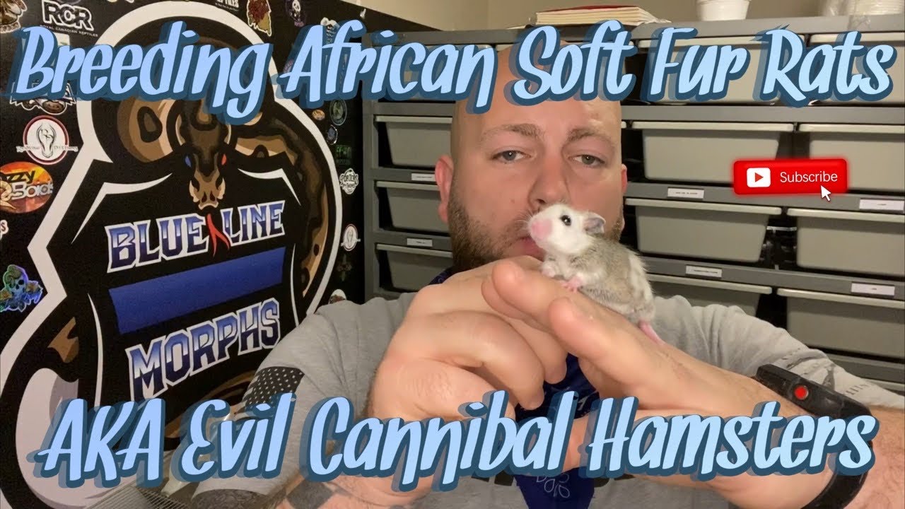 My First Experience Breeding African Soft Fur Rats - AKA Evil Cannibal Hamsters!
