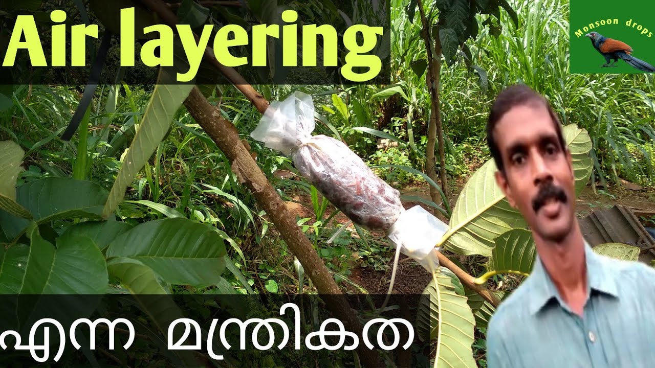 Air layering propagation /എയർലയെറിങ്  എങ്ങനെ വിജയ്കരമായി  ചെയ്യാം?പരാജയപ്പെടാനുള്ള  കാരണങ്ങൾ.