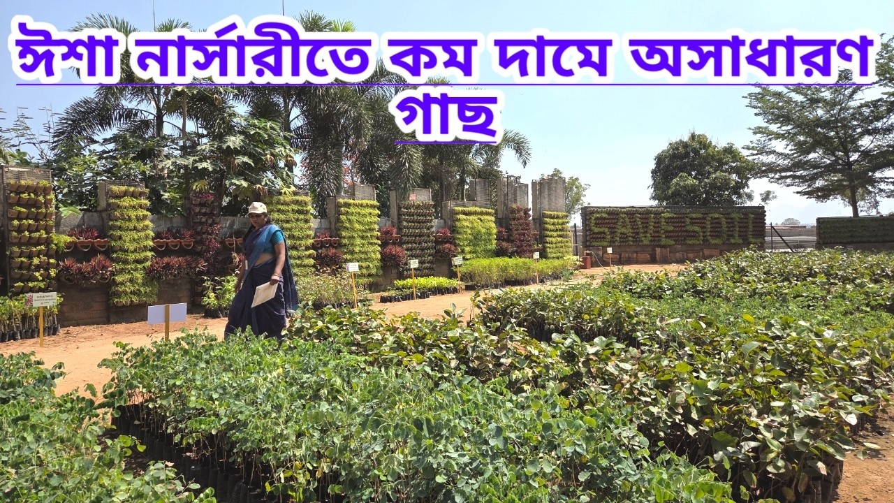 ঈশা নার্সারিতে কম দামে অসাধারণ গাছ||Beautiful Plants Very Cheap Price In Isha Nursery||