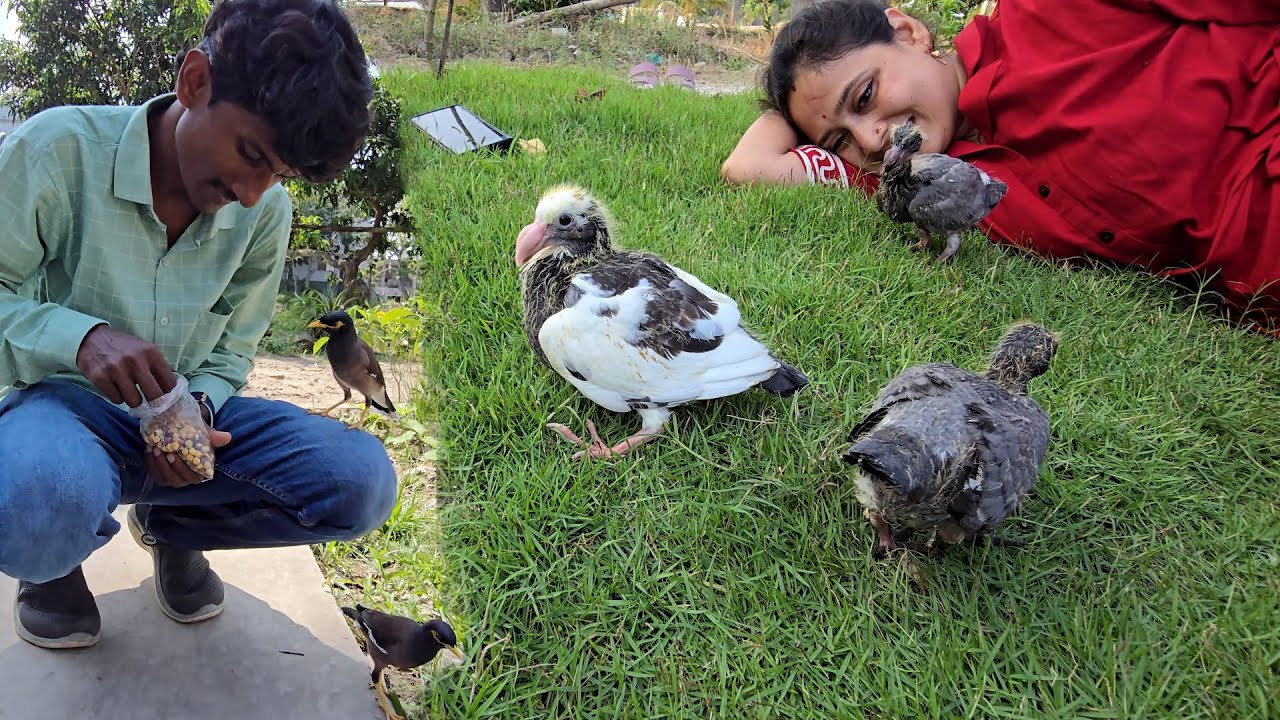 Baby Parrots Were Taken Out Of The Nest Box To Be Hand Feed & Raised.