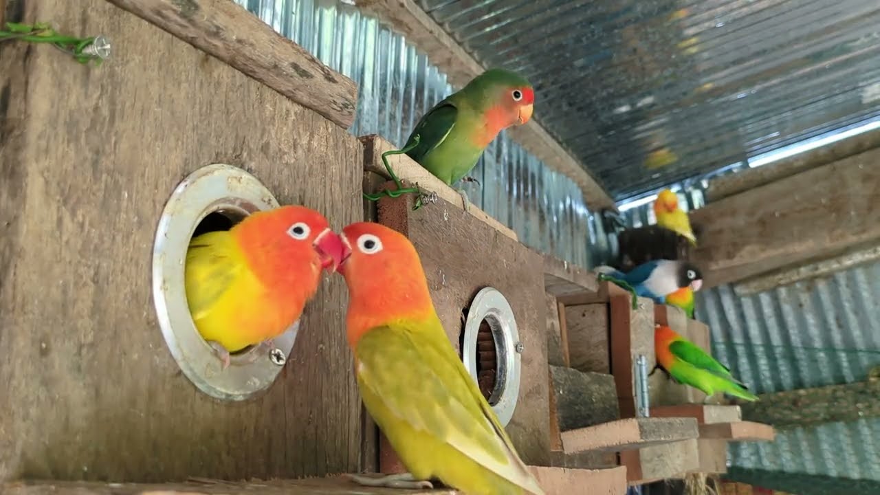 Lovebird Sounds - Love Birds In Nature ❤️ 🦜#lovebirds #parrotlover #birds