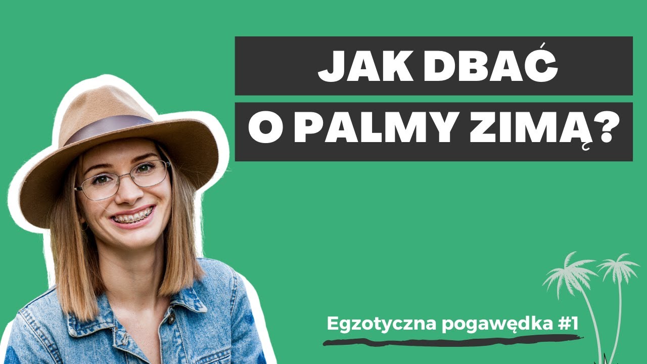 Jak dbać o palmy zimą? | Egzotyczna pogawędka #1