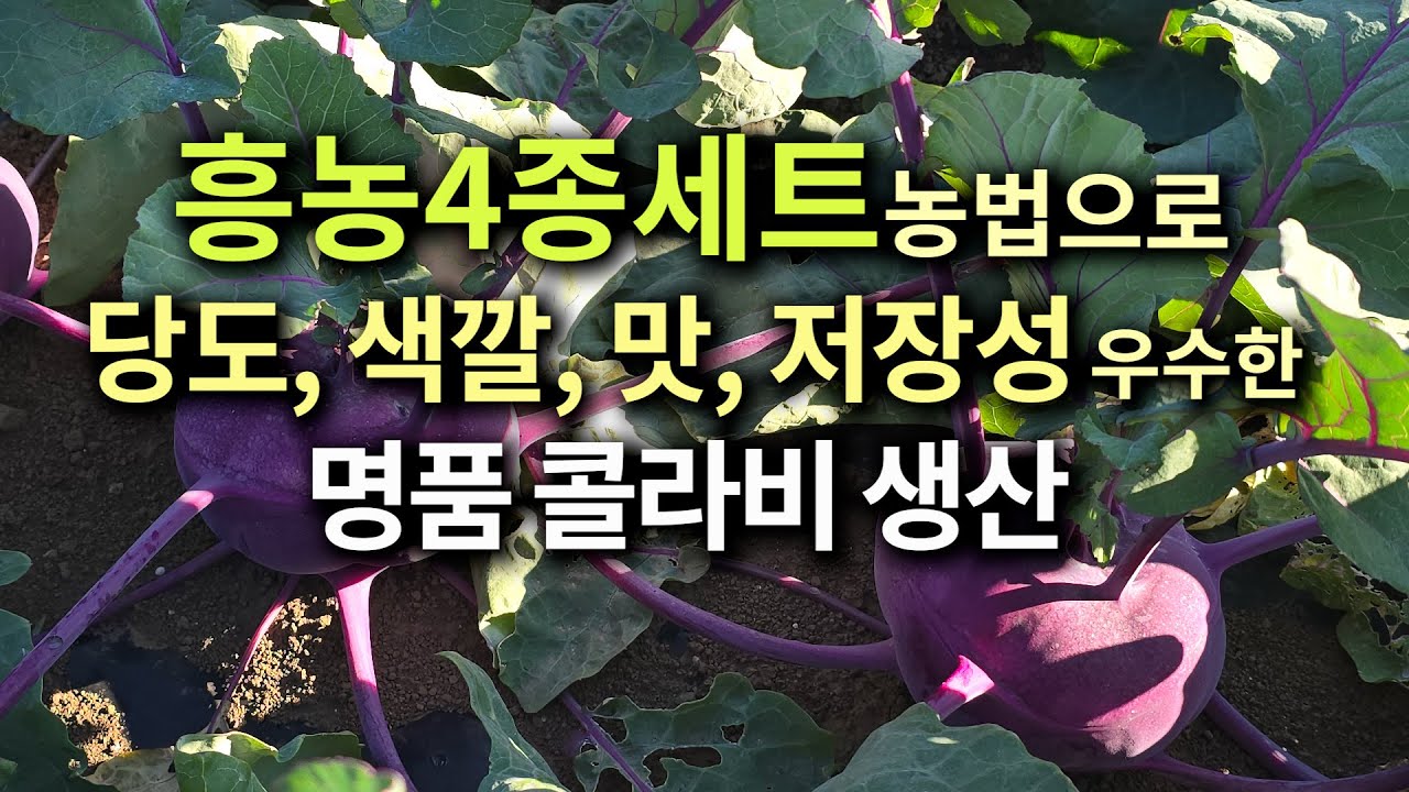 흥농4종세트농법으로 당도, 색깔, 맛, 저장성, 우수한 명품 콜라비 생산!