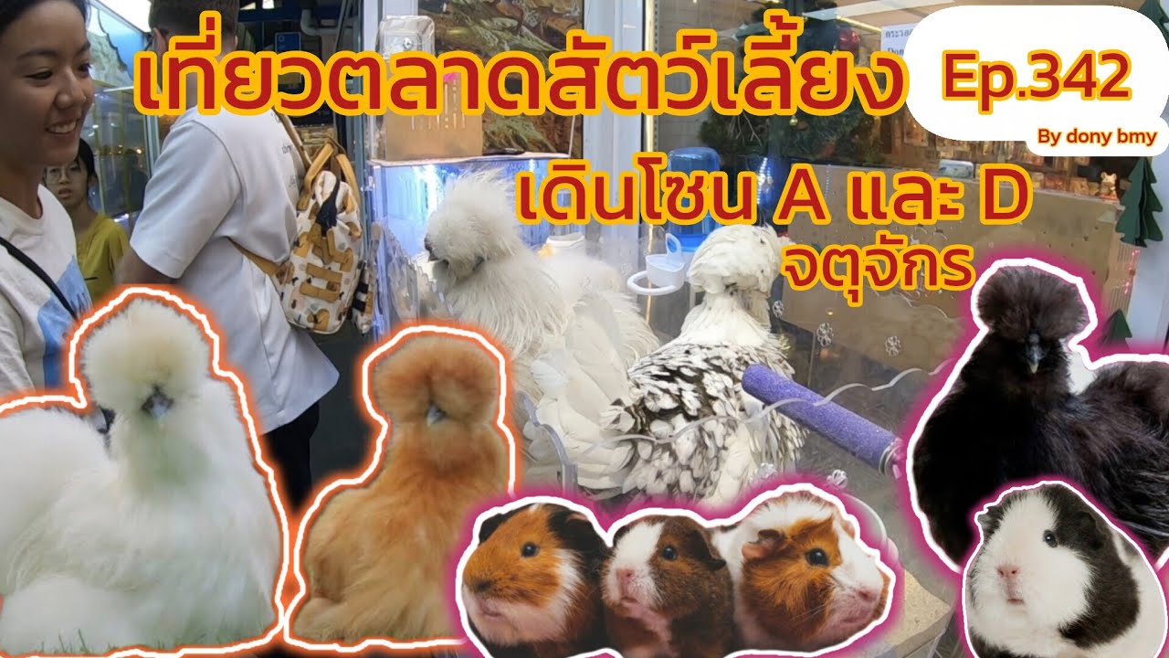 เที่ยวตลาดสัตว์เลี้ยง Ep.342 🐦🐍🐱 |เดินโซน A และ D| #ตลาดจตุจักร #Chatuchakmarket #36ในมาแรง