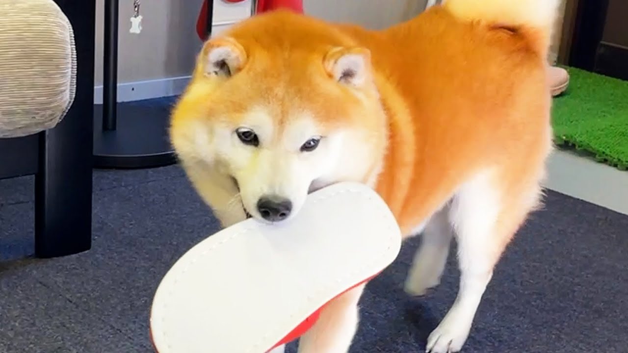 Shibe is buying his toys from the wrong source.