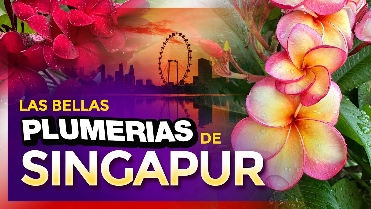 🌳 PLUMERIAS en SINGAPUR 😲 🇸🇬 - Ver para creer 👁#plumeria  #plumeria #plumeriaflower