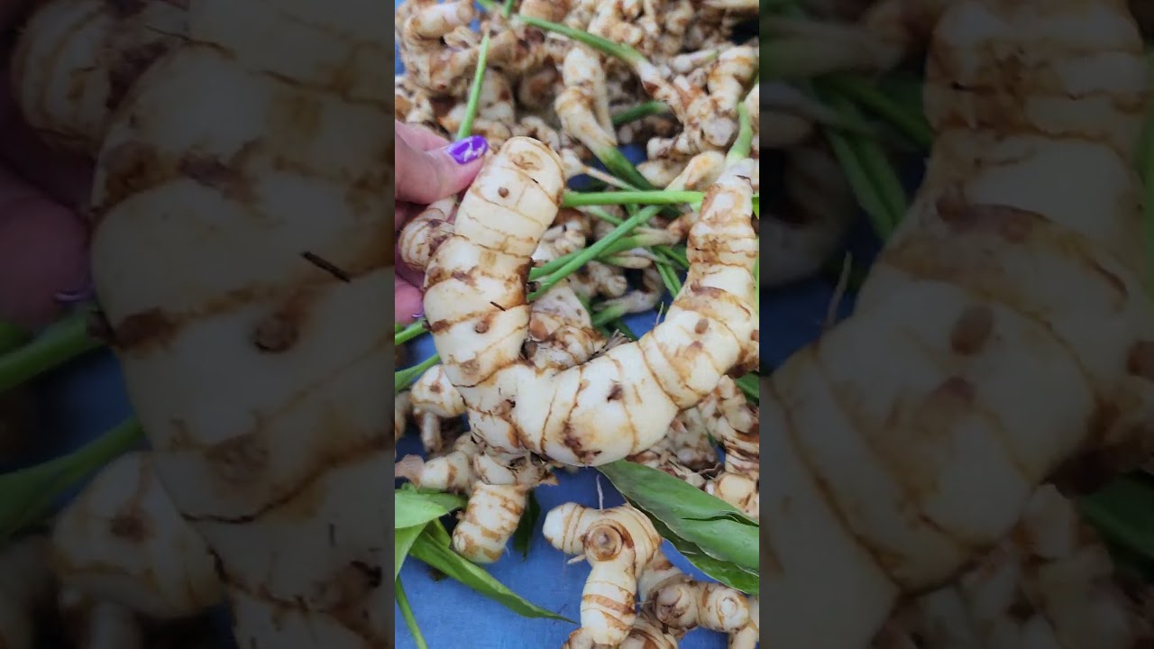 Not a ginger what root is this? See the Galangal root benefits. #shorts #viral #trending #benefits