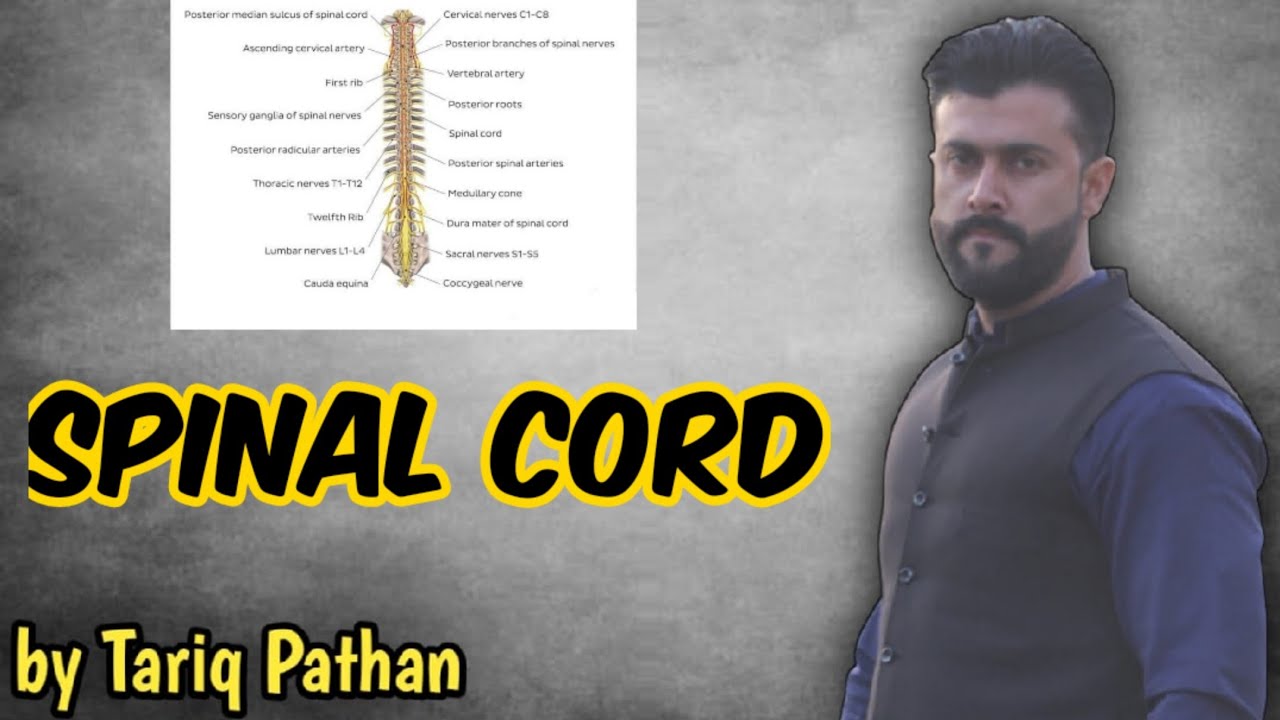 Chapter Co-ordination | Spinal cord Explained by Tariq Pathan