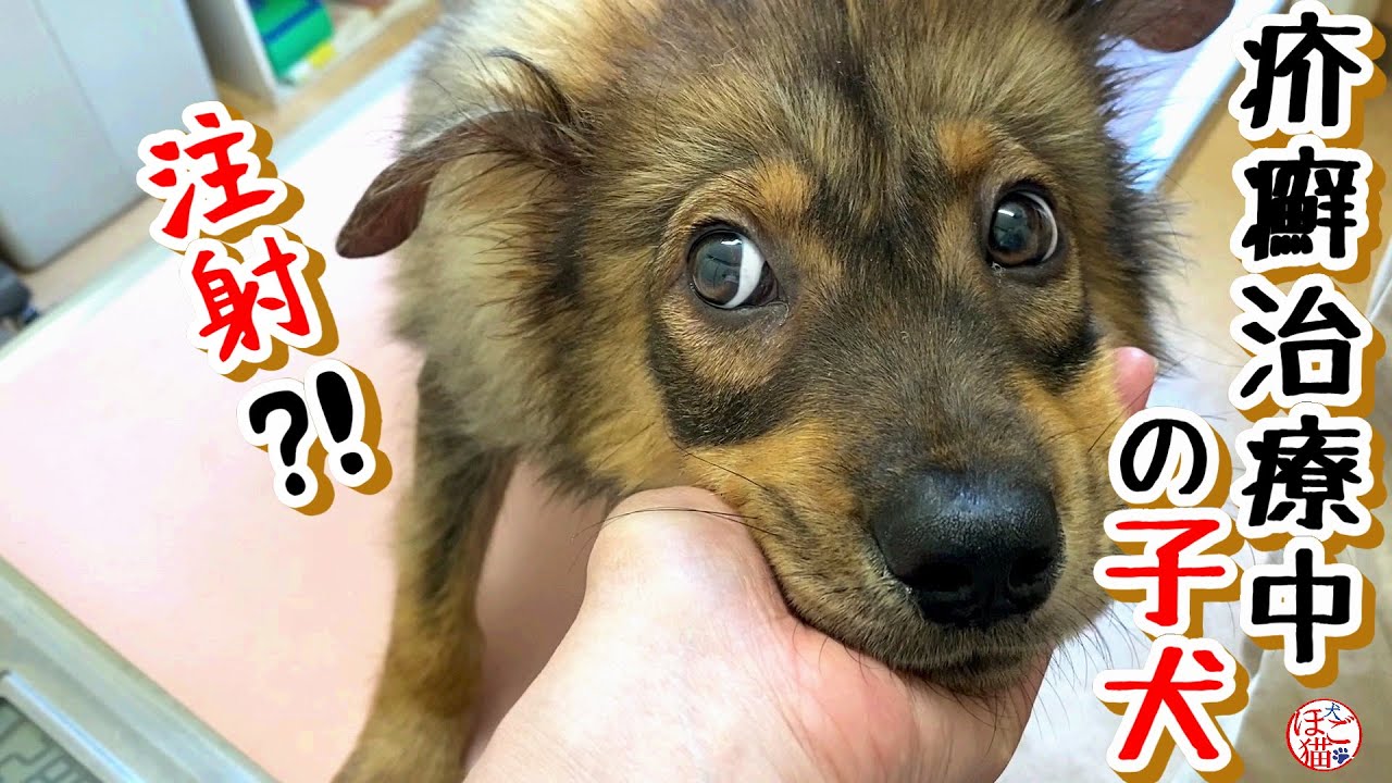 【子犬　保護犬　子猫】群れからはぐれた子犬　病院に行きました