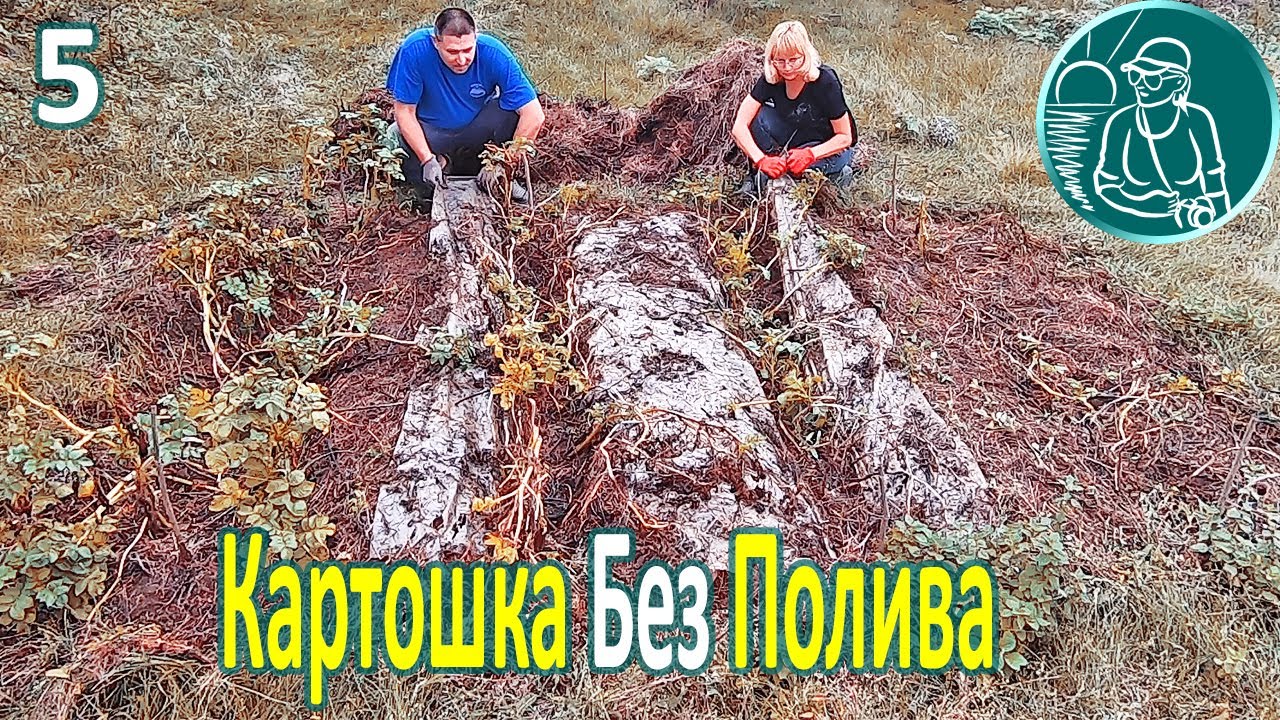 🥔 Посадка картофеля без полива в жаре и засухе ⯇5⯈ Уборка урожая и свойства картофеля