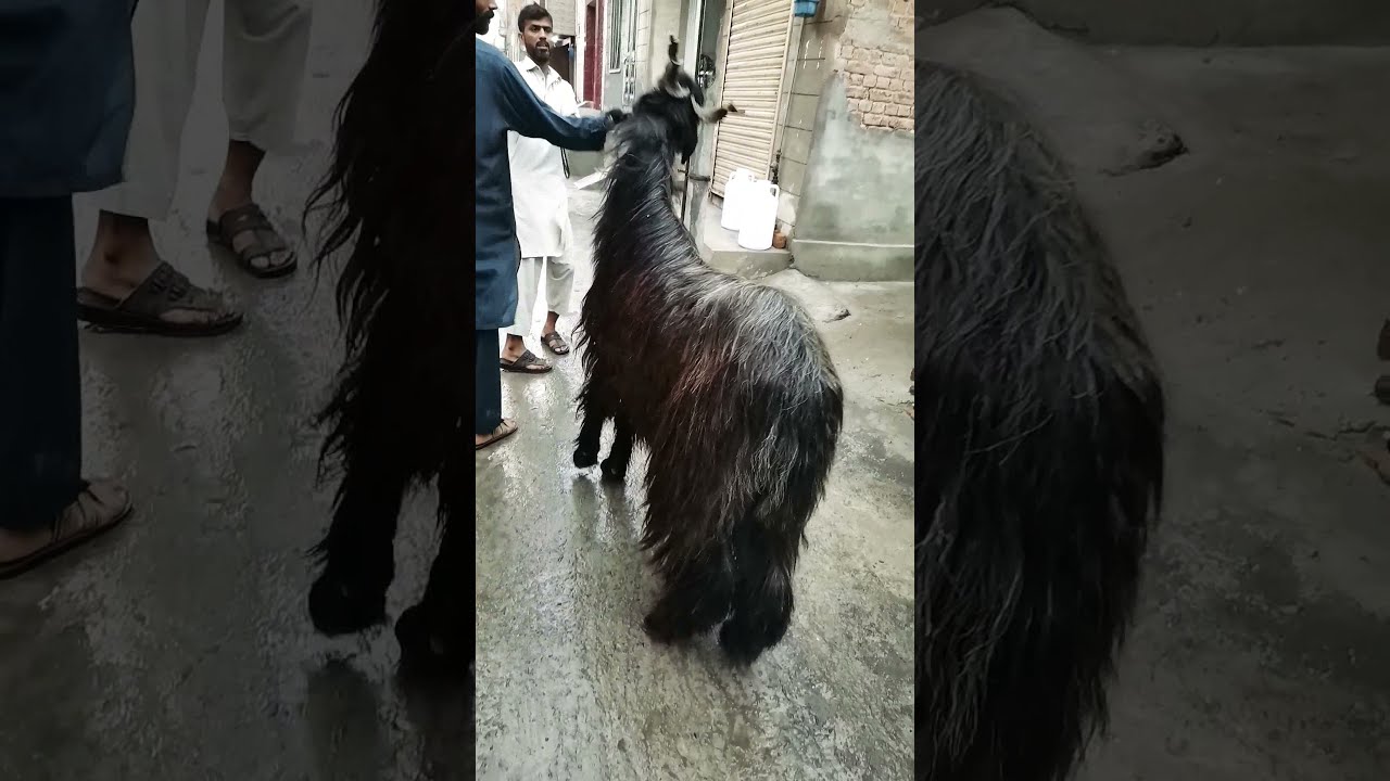 Eid Mubarak || Goat beauty || Kashmiri bakra || Pahari Bakra || Qurbani