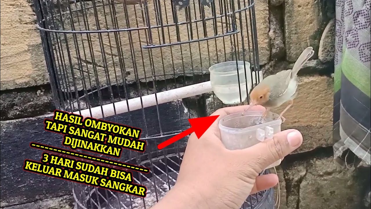 Menjinakkan prenjak merah dengan mudah