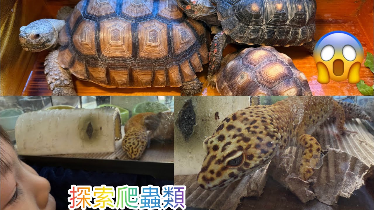 探索爬蟲類🦎鬆獅蜥