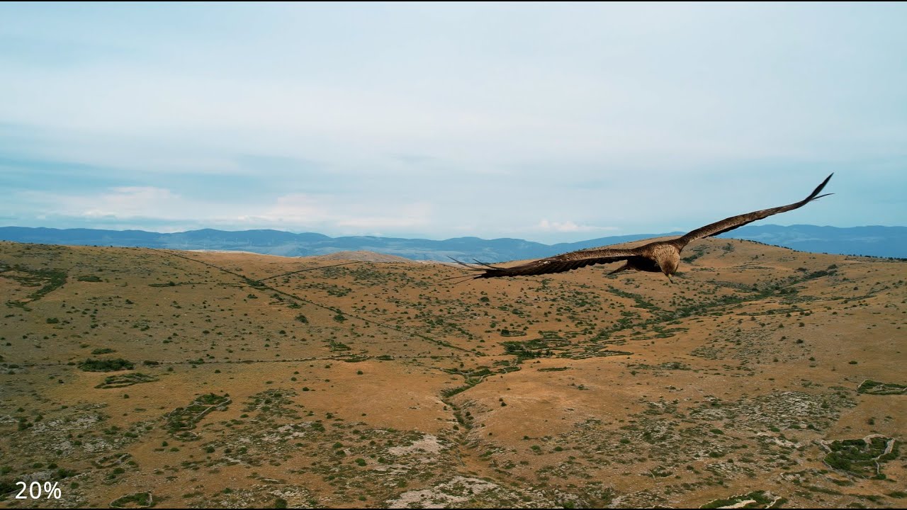 Drone vs Eagle - Close call in slo-mo