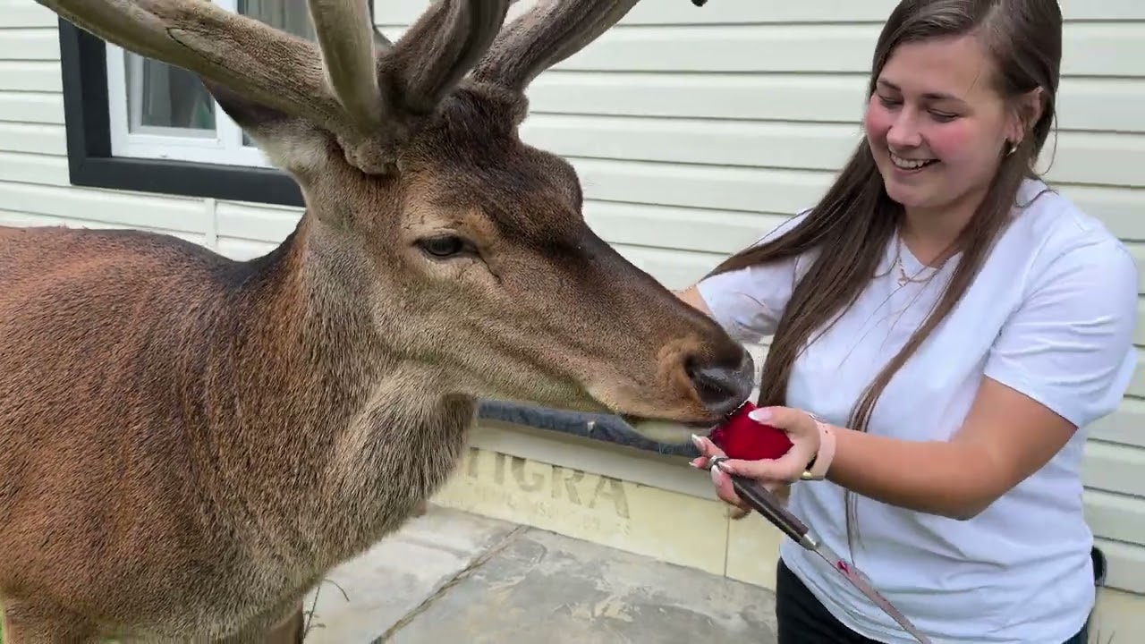 Олень Борис прийшов на обід #irysik3076 #deer #animals #олень #оленьборис #оленьборя  #оленьборька