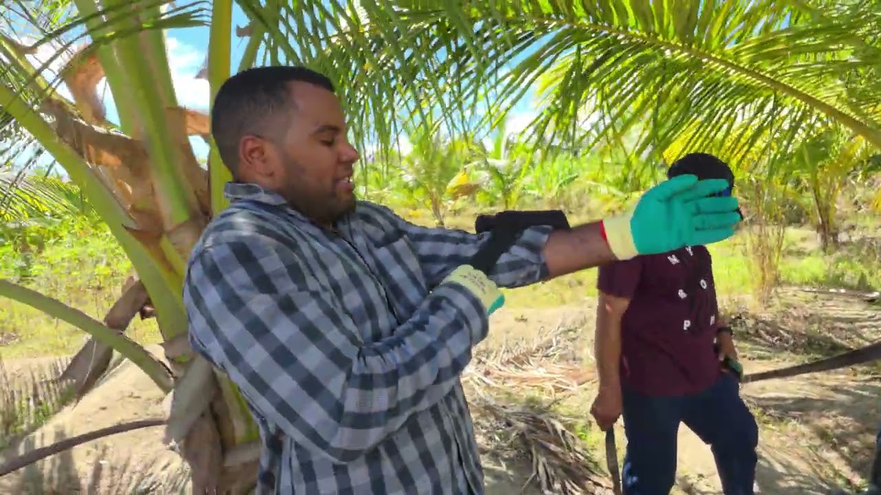 Barahona, República Dominicana. Un día en el conuco del Primo Reimond. Parte 2