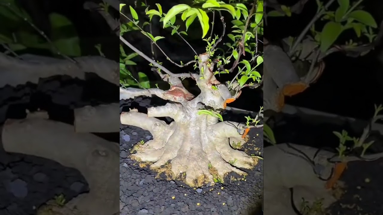 BONSAI IDAMAN MASA KINI