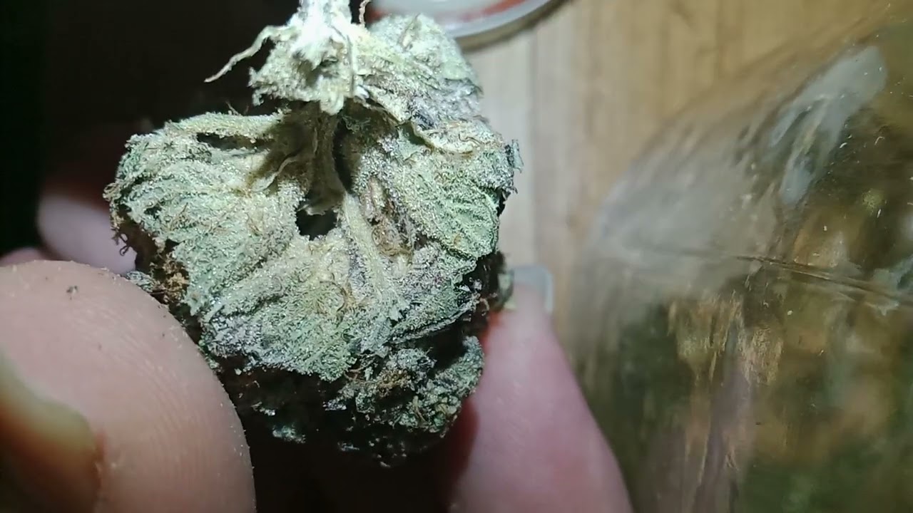 gorilla jane Mike Tyson breakopen